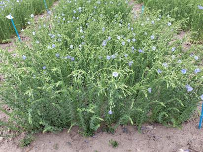 Click for 1 image(s) for this accession.